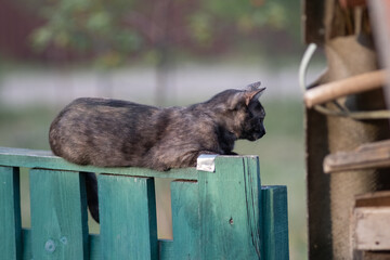 Portrait of a beautiful wild cat in summer.