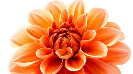 Obraz premium A close-up of a vibrant orange dahlia with its intricate, layered petals and bold color, isolated white background