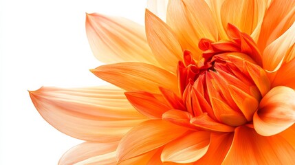 Obraz premium A close-up of a vibrant orange dahlia with its spiky, layered petals and bold color, isolated white background