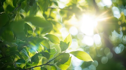 Serene Nature. Harmony with the Elements concept