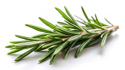 Fototapeta premium Fresh rosemary leaves isolated on white background with subtle texture and natural light effect , leaf, plant, leaf