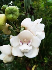 Flor del espíritu santo, flor nacional.