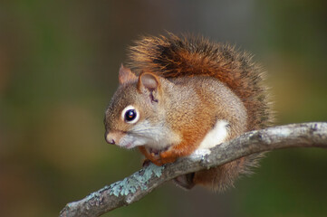 red squirrel on a tree