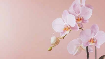 A delicate light lavender orchid against a pale coral background, angled close-up shot, Minimalist style