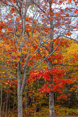 autumn trees in the park