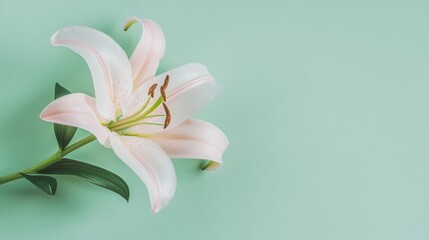 Fototapeta premium A delicate pale pink lily against a soft mint green background, close-up top view, Minimalist style