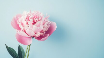 Fototapeta premium A delicate pink peony with layers of soft, velvety petals, gently unfurling