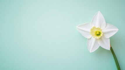 Fototapeta premium A delicate white daffodil against a pastel mint green background, top-down view, Minimalist style