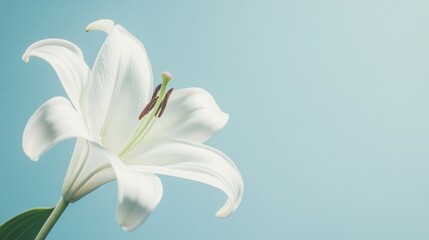 Fototapeta premium A delicate white lily against a calm sky blue background, diagonal close-up shot, Minimalist style
