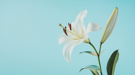 Fototapeta premium A delicate white lily against a calm sky blue background, diagonal close-up shot, Minimalist style