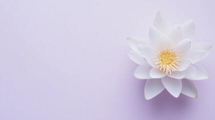 Obraz premium A delicate white lotus against a pale lavender background, centered top-down shot, Minimalist style