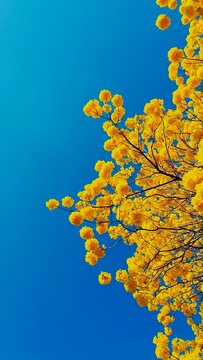 Flor del arbol de guayacan y el cielo azul de fondo