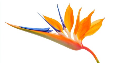 A detailed shot of a bright orange bird of paradise with striking petals and a blue central spike, isolated white background, minimalistic art style