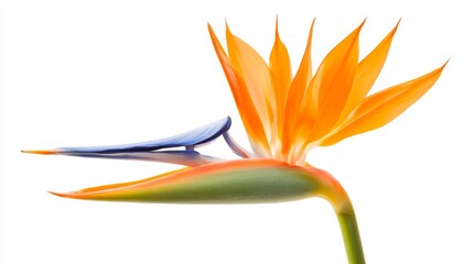 A detailed shot of a bright orange bird of paradise with striking petals and a blue central spike, isolated white background, minimalistic art style