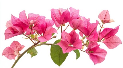 A detailed shot of a bright pink bougainvillea with its papery bracts and vibrant color, isolated white background, minimalistic art style