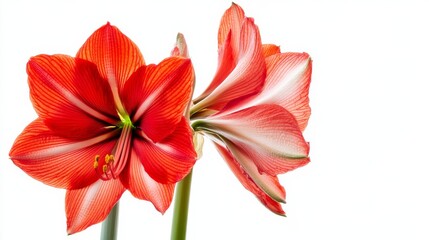 A detailed shot of a bright red amaryllis with its large, trumpet-shaped blooms and vibrant color, isolated white background