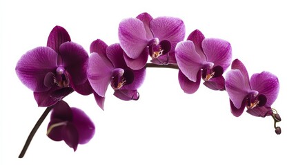 Fototapeta premium A detailed shot of a deep purple orchid with its velvety petals and rich color, isolated white background, minimalistic art style