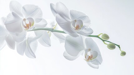 Obraz premium A detailed shot of a delicate white orchid with its intricate petals, isolated white background, minimalistic art style