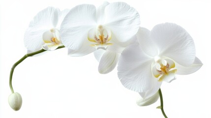 A detailed shot of a delicate white orchid with its intricate petals, isolated white background, minimalistic art style