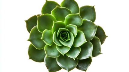 Fototapeta premium A detailed shot of a green succulent plant with its symmetrical rosette formation, isolated white background, minimalistic art style