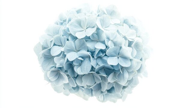 A detailed shot of a pale blue hydrangea with its rounded, clustered blooms and subtle color, isolated white background