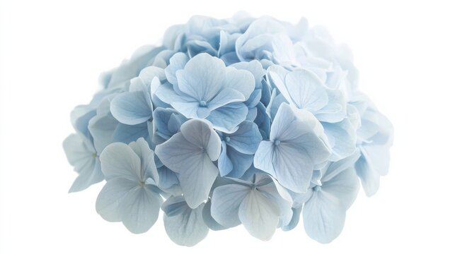 A detailed shot of a pale blue hydrangea with its rounded, clustered blooms and subtle color, isolated white background
