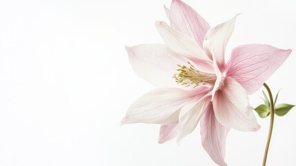 A detailed shot of a pale pink columbine with its spurred petals and intricate flower shape, isolated white background, minimalistic art style