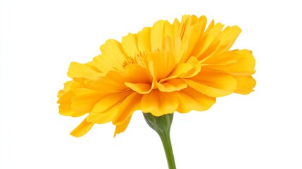 Fototapeta premium A detailed shot of a radiant yellow marigold with layered petals and a green stem, isolated white background, minimalistic art style
