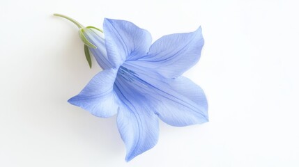 Fototapeta premium A detailed shot of a soft blue bellflower with its delicate, trumpet-shaped blooms and gentle hue, isolated white background