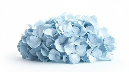 Fototapeta premium A detailed shot of a soft blue hydrangea with its large, rounded clusters of delicate blooms and subtle color, isolated white background