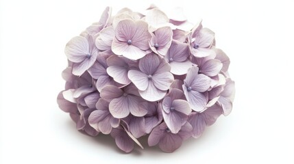 Obraz premium A detailed shot of a soft lavender hydrangea with its rounded, clustered blooms and muted color, isolated white background