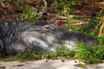 Alligator relaxing on grass and beside trees 