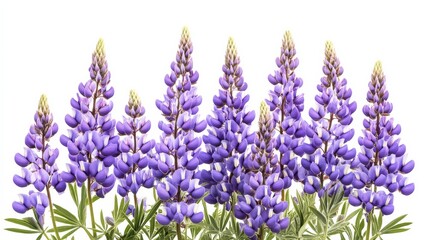 Obraz premium A detailed shot of a soft lavender lupine with its tall, spiky clusters of flowers, isolated white background