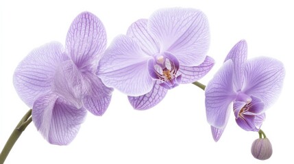 Obraz premium A detailed shot of a soft lavender orchid with its smooth, patterned petals and subtle color, isolated white background