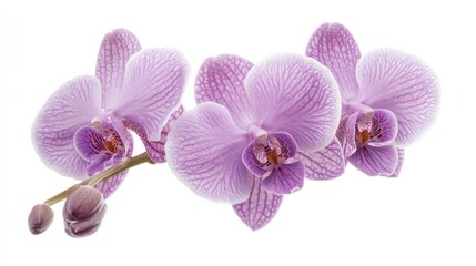 Obraz premium A detailed shot of a soft lavender orchid with its smooth, patterned petals and subtle color, isolated white background