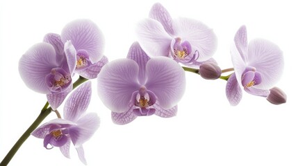 A detailed shot of a soft lavender orchid with its smooth, patterned petals and subtle color, isolated white background