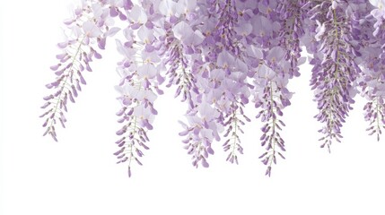 A detailed shot of a soft lavender wisteria with its cascading clusters of delicate blooms and subtle color, isolated white background, minimalistic art style