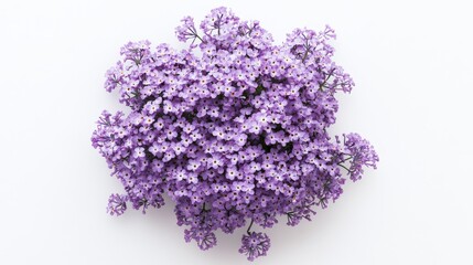 Obraz premium A detailed shot of a soft purple heliotrope with its small, clustered blooms and delicate color, isolated white background