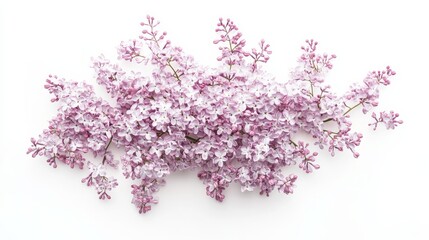 Obraz premium A detailed shot of a soft purple lilac with its dense clusters of tiny flowers and gentle color, isolated white background, minimalistic art style