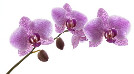 Fototapeta premium A detailed shot of a soft purple orchid with its delicate, speckled petals and subtle color, isolated white background