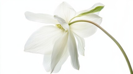 A detailed shot of a soft white hellebore with its delicate, outward-facing petals and subtle color, isolated white background