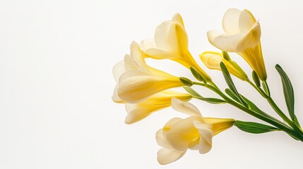 Fototapeta premium A detailed shot of a soft yellow freesia with its slender, trumpet-shaped flowers and delicate color, isolated white background