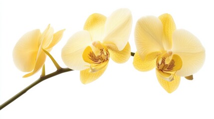 Obraz premium A detailed shot of a soft yellow orchid with its elegant, graceful petals and gentle color, isolated white background