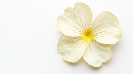 Fototapeta premium A detailed shot of a soft yellow primrose with delicate petals and a subtle fragrance, isolated white background, minimalistic art style