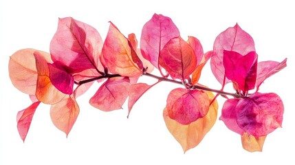 A detailed shot of a vibrant fuchsia bougainvillea with its vibrant, papery bracts and bold color, isolated white background