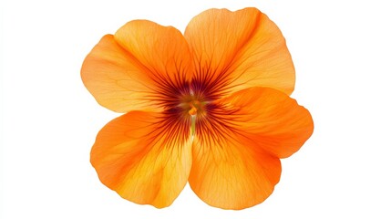 A detailed shot of a vibrant orange geranium flower with its bold color, isolated white background, minimalistic art style
