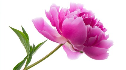 Obraz premium A detailed shot of a vibrant pink peony with ruffled petals and a lush green stem, isolated white background, minimalistic art style