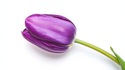 A detailed shot of a vibrant purple tulip with its smooth, elongated petals and rich color, isolated white background