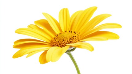 Fototapeta premium A detailed shot of a vibrant yellow dahlia flower in full bloom, isolated white background, minimalistic art style