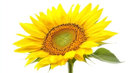 Fototapeta premium A detailed shot of a vibrant yellow marigold flower in full bloom, isolated white background, minimalistic art style